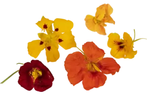 Eetbare bloem Oost-Ind. kers mix 15st