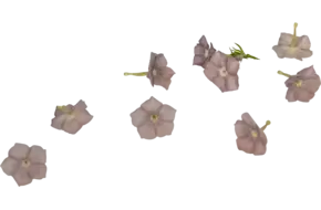 Eetbare bloem Flox mix 35st.