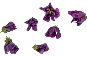 Eetbare bloem Muskuskaasjeskruid 15st.