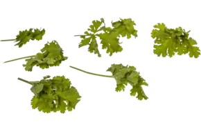 Geranium blaadjes hazelnoot 40st.
