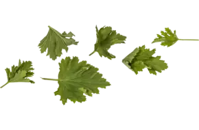 Geranium blaadjes limoen 40st.
