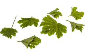 Geranium blaadjes sinaasappel 40st.