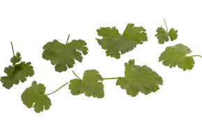 Geranium blaadjes appel 40st.