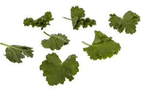 Geranium blaadjes cola 40st.