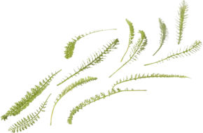Duizendblad cress +-- 40 st