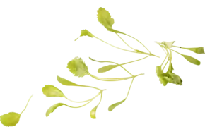 Tuinkers groot blad 30gr.