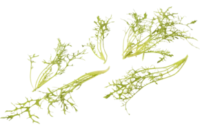 Mosterd frilly groen 20gr.