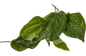 Betelpeper blad 25gr.