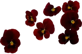 Eetbare bloem viooltjes rood 22st