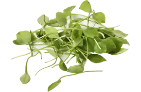 Winterpostelein cress verpakt 200gr
