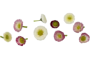 Eetbare bloemen Bellis 25st