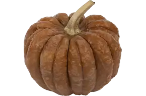 Notenpompoen (1,5 tot 3 kilo) per