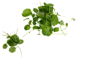 Barberakruid cress 35st.