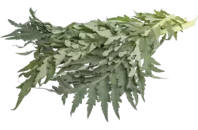 Kardoen verpakt 1kg