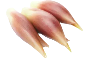 Japanse gemberbloemknop Myoga 50gr