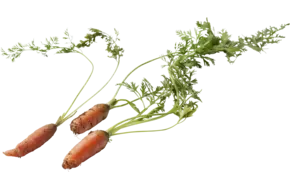 Micro peen oranje 10st.