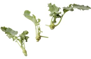 Micro koolrabi wit 10st.