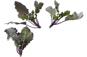 Micro koolrabi paars 10st.