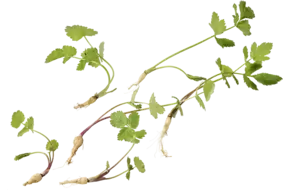 Micro pastinaken 10st