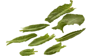 Micro spinazie zuring 22 blaadjes
