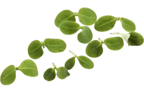 Micro borage herbs 30gr crade 20 pieces