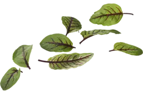 Micro bloedzuring 30 blaadjes