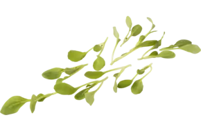 Micro paksoi groen 30st
