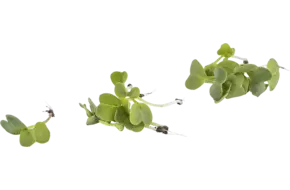 Micro ijspegels 15st