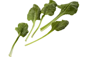 Snijbiet groen verpakt 250gr