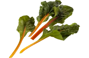 Snijbiet oranje