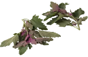 Épinards d'arbre 150g pièce