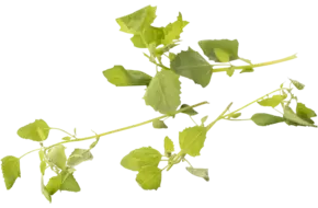 Groene melde 30gr