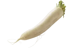 Rettich