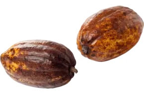 Cacao fruit