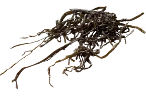 Zeespaghetti (zeewier) 250gr