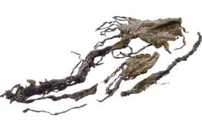 Kombu royal (suikerwier) 250gr