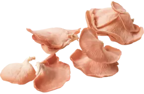 Roze Oesterzwam