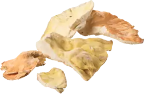 Zwavelzwam-chicken of the woods