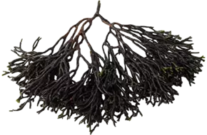 Codium 250gr