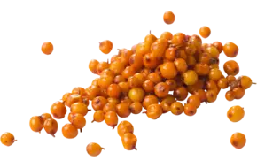 Duindoornbessen (diepvries) 500gr