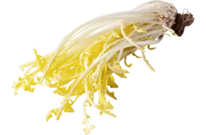 Pissenlit (molsla) los
