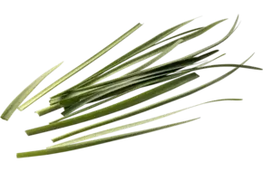 Wilde knoflook 20gr.