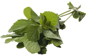 Mint 75-80gr