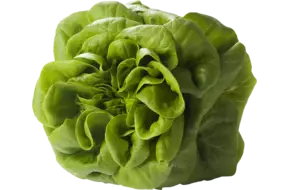 Salanova groen