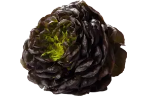 Salanova rood