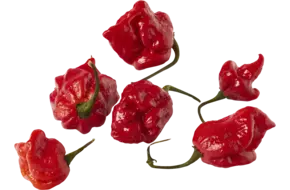 Carolina reaper pepers 50gr