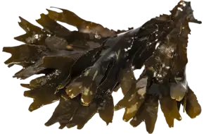Zee eik 200gr