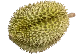 Durian 2st