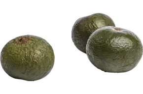 Lucuma