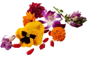 Eetbare bloem mix schaal (18-23 st.)